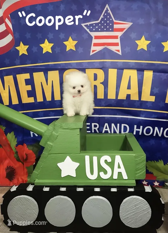 Cooper – Pomeranian puppy for sale in Lyons, GA