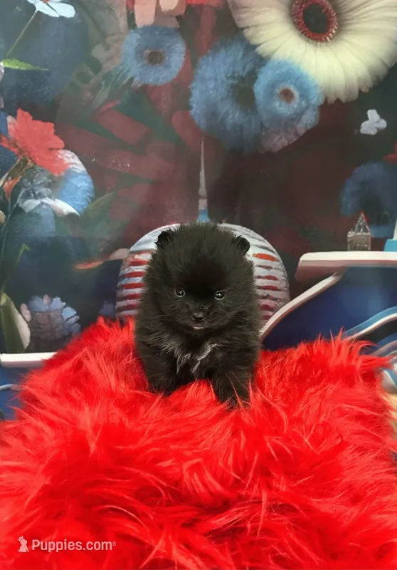 Reid – Pomeranian puppy for sale in Lyons, GA