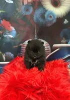 Reid, a male Pomeranian for sale in Lyons, GA – 1 of 3