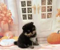 Isaac, a male Pomeranian for sale in Lyons, GA – 5 of 5