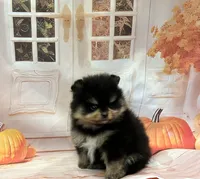 Isaac, a male Pomeranian for sale in Lyons, GA – 2 of 5