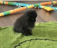 Reid, a male Pomeranian for sale in Lyons, GA – 5 of 10