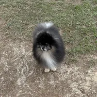 Wolfie, a male Pomeranian for sale in Lyons, GA – Photo 5 of 5