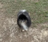 Wolfie, a male Pomeranian for sale in Lyons, GA – Photo 5 of 5