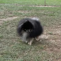 Wolfie, a male Pomeranian for sale in Lyons, GA – Photo 4 of 5