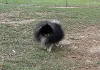 Wolfie, a male Pomeranian for sale in Lyons, GA – Photo 4 of 5