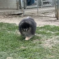 Wolfie, a male Pomeranian for sale in Lyons, GA – Photo 1 of 5