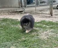 Wolfie, a male Pomeranian for sale in Lyons, GA – Photo 1 of 5