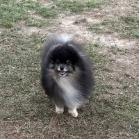 Wolfie, a male Pomeranian for sale in Lyons, GA – Photo 2 of 5
