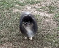 Wolfie, a male Pomeranian for sale in Lyons, GA – Photo 2 of 5