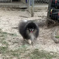 Wolfie, a male Pomeranian for sale in Lyons, GA – Photo 3 of 5