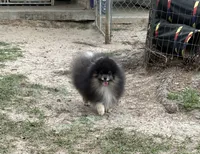 Wolfie, a male Pomeranian for sale in Lyons, GA – Photo 3 of 5