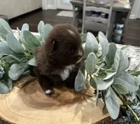 River , a male Pomeranian for sale in Lyons, GA – 3 of 5