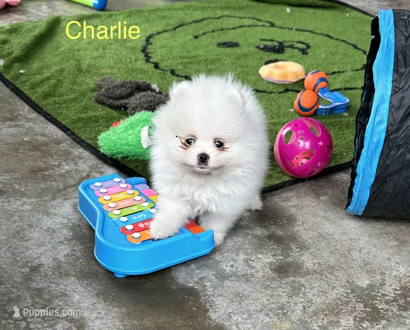 Charlie – Pomeranian puppy for sale in Lyons, GA