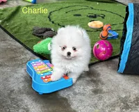 Charlie, a male Pomeranian for sale in Lyons, GA – 1 of 7