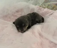Stella, a female Pomeranian for sale in Lyons, GA – 1 of 2