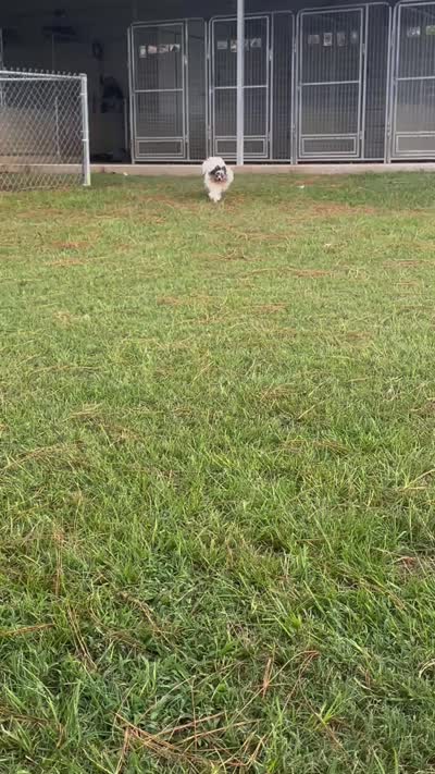 Jango, a male Pomeranian for sale in Lyons, GA – 4 of 4
