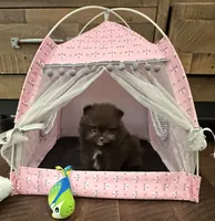 Velma, a female Pomeranian for sale in Lyons, GA – Photo 5 of 10