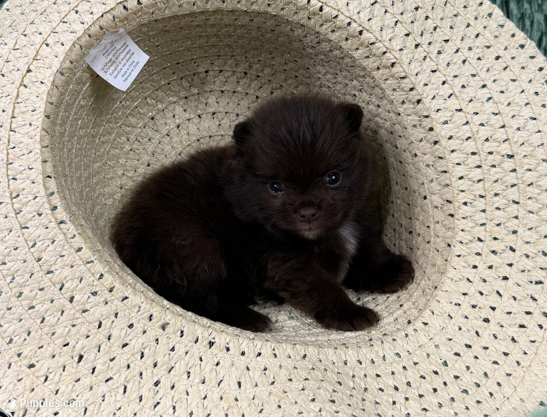 Velma, a female Pomeranian for sale in Lyons, GA – Photo 10 of 10