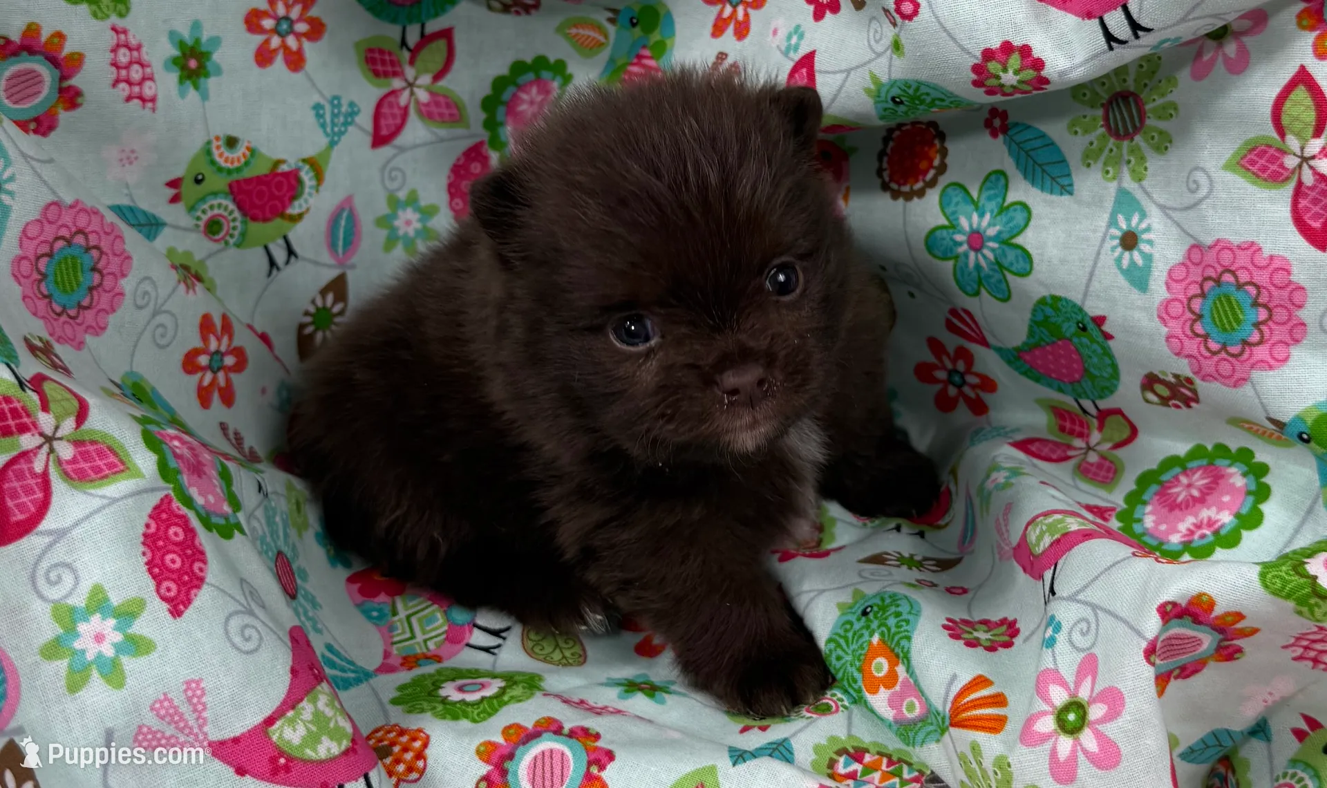 Velma, a female Pomeranian for sale in Lyons, GA – Photo 9 of 10