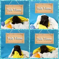 Velma, a female Pomeranian for sale in Lyons, GA – Photo 8 of 10