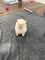 Carl, a male Pomeranian for sale in Lyons, GA – 4 of 10