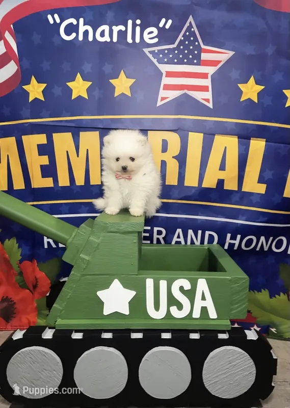 Charlie – Pomeranian puppy for sale in Lyons, GA