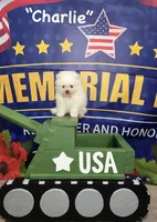 Charlie, a male Pomeranian for sale in Lyons, GA – 4 of 7
