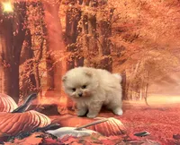 Ike, a male Pomeranian for sale in Lyons, GA – 4 of 5