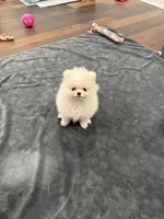 Carl, a male Pomeranian for sale in Lyons, GA – 5 of 10