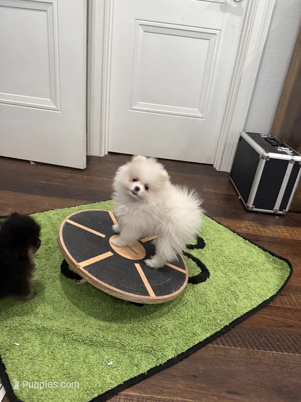Charlie – Pomeranian puppy for sale in Lyons, GA