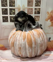 Iggy , a male Pomeranian for sale in Lyons, GA – 5 of 5