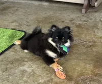 Hope, a female Pomeranian for sale in Lyons, GA – Photo 3 of 8