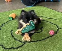 Hope, a female Pomeranian for sale in Lyons, GA – Photo 1 of 8