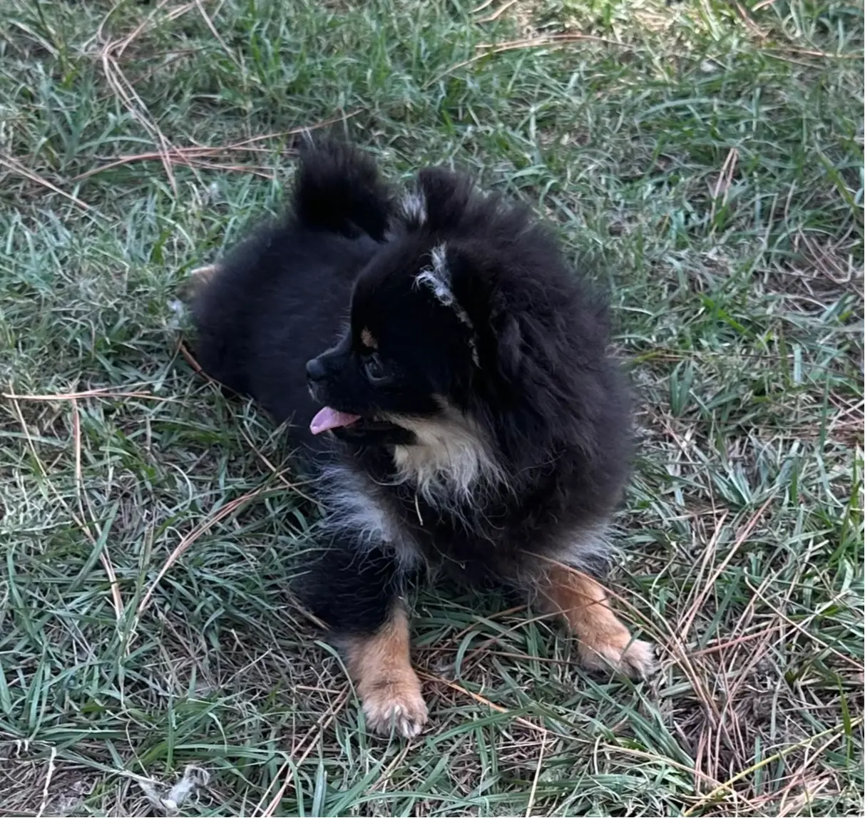 Hope, a female Pomeranian for sale in Lyons, GA – Photo 8 of 8