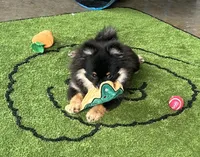 Hope, a female Pomeranian for sale in Lyons, GA – Photo 2 of 8