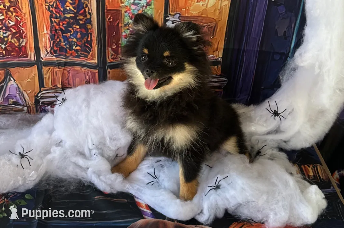 Hope, a female Pomeranian for sale in Lyons, GA – Photo 5 of 8