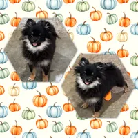 Hope, a female Pomeranian for sale in Lyons, GA – Photo 4 of 8