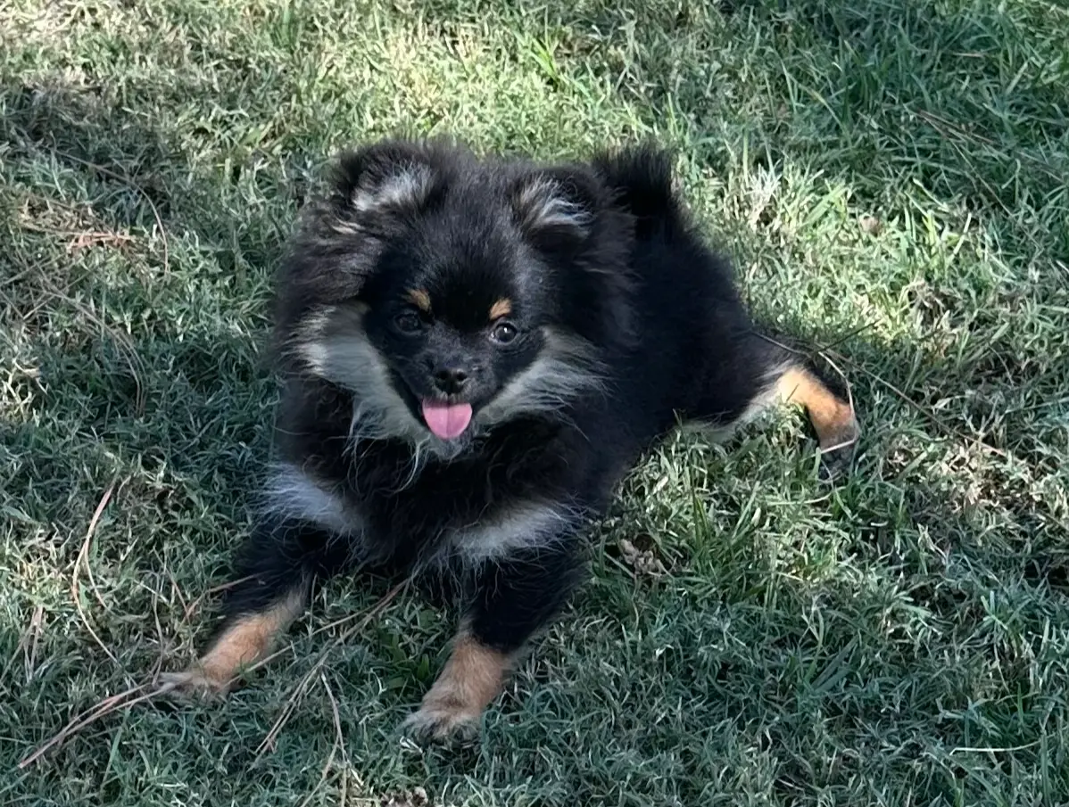 Hope, a female Pomeranian for sale in Lyons, GA – Photo 6 of 8