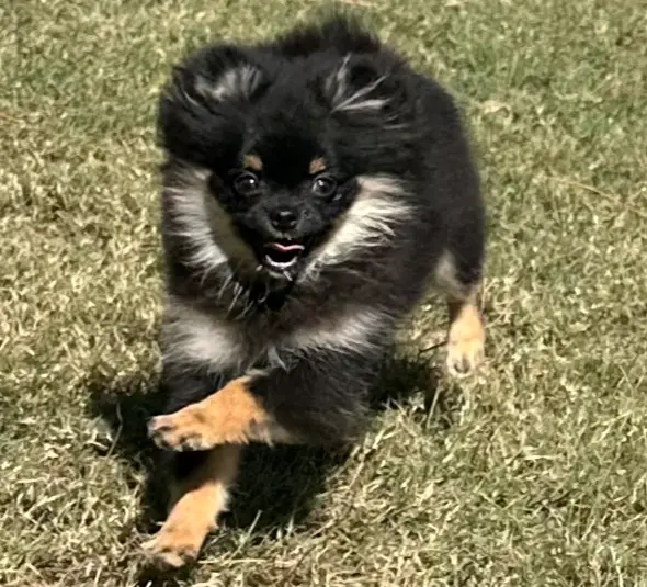 Hope, a female Pomeranian for sale in Lyons, GA – Photo 7 of 8