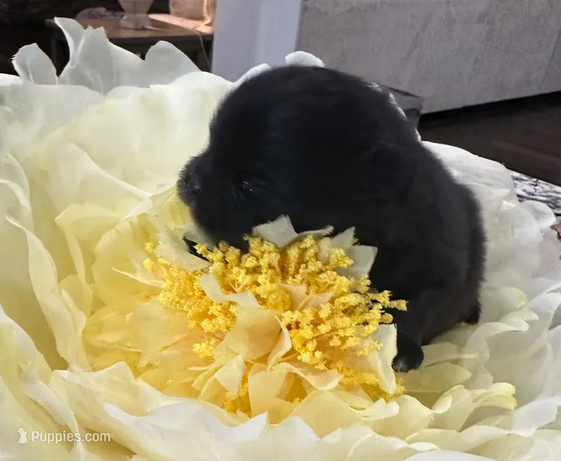 Yoda – Pomeranian puppy for sale in Lyons, GA