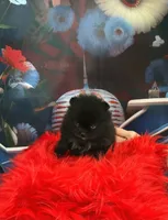 Reid, a male Pomeranian for sale in Lyons, GA – 2 of 3