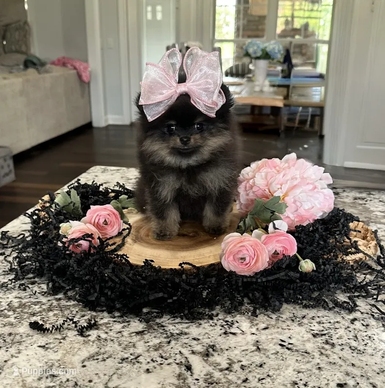 Lexie – Pomeranian puppy for sale in Lyons, GA