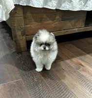 Ted, a male Pomeranian for sale in Lyons, GA – 4 of 4