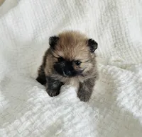 Elton, a male Pomeranian for sale in Lyons, GA – Photo 2 of 4