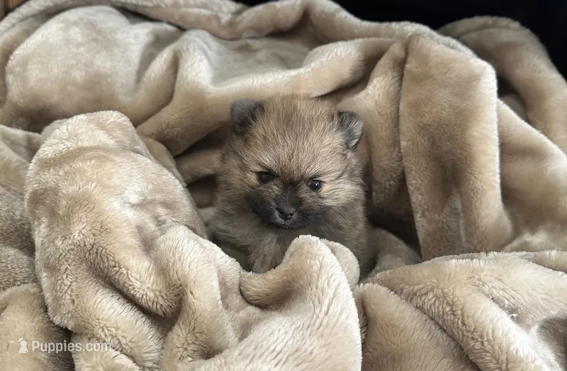 Elton – Pomeranian puppy for sale in Lyons, GA