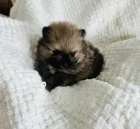 Elton, a male Pomeranian for sale in Lyons, GA – Photo 3 of 4