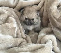 Elton, a male Pomeranian for sale in Lyons, GA – Photo 4 of 4