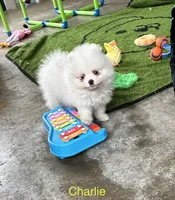 Charlie, a male Pomeranian for sale in Lyons, GA – 2 of 7