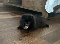 Huck, a male Pomeranian for sale in Lyons, GA – 5 of 10